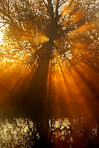 Baum im Gegenlicht von D. Hedderich