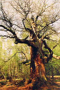 Eiche im Urwald von K. Krahl