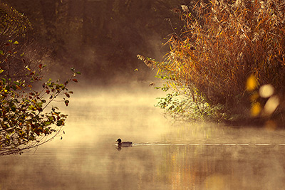 Ente Lahn - R. Keil