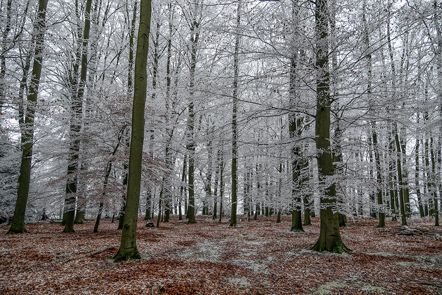 Bibliothek - D. Rohm