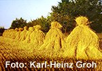 Getreideernte - K.-H. Groh